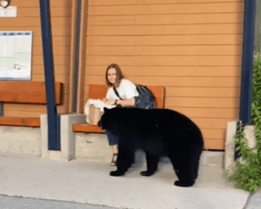 Woman Follows Bear into the Forest After It Unexpectedly Approaches Her at Bus Stop