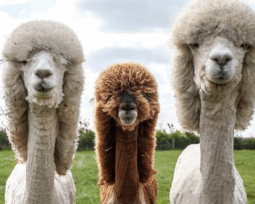 Mischief in the Wild: A Hilarious Look at Animal Gangs