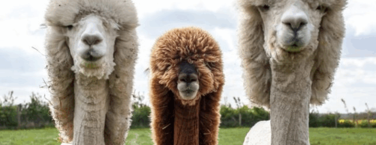Mischief in the Wild: A Hilarious Look at Animal Gangs